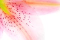 Lily petal abstract Royalty Free Stock Photo