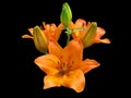 Lily orange flower looks very beautiful on black background Royalty Free Stock Photo