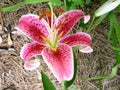 Lily Pink Royalty Free Stock Photo