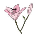 Lily pink big flower in bloom. Large lily bud for postcards, greetings and invitations