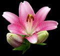 Lily pink flower isolated Royalty Free Stock Photo