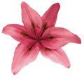 Lily pink flower isolated with clipping path, on a white background. beautiful lily for design. Closeup.