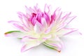 Lily pink isolated Royalty Free Stock Photo
