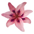 Lily pink-red flower isolated with clipping path, on a white background. beautiful lily for design. Closeup.