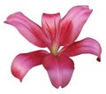 Lily pink-red flower, isolated with clipping path, on a white background. beautiful lily, green center. for design. Royalty Free Stock Photo