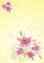 Lily pink, vector floral background Royalty Free Stock Photo