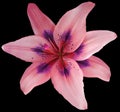 Lily pink-violet flower isolated with clipping path, on the black background. beautiful lily for design. Royalty Free Stock Photo