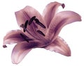 Lily pink-violet flower on white isolated background with clipping path. Closeup no shadows. Royalty Free Stock Photo