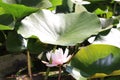 Lily plant Royalty Free Stock Photo