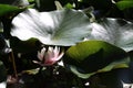 Lily plant Royalty Free Stock Photo