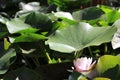 Lily plant Royalty Free Stock Photo