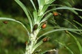 Red lily beetle larvae Lilioceris lilii carry its own feces on its back for protection Royalty Free Stock Photo