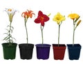 Lily plant pots Royalty Free Stock Photo