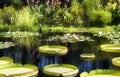 Lily Pond Royalty Free Stock Photo