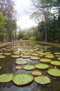 Lily Pond