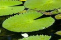 Lily Pond Royalty Free Stock Photo