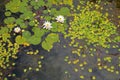 Lily Pond Royalty Free Stock Photo