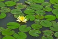 Lily Pond Royalty Free Stock Photo