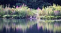 A Lily Pond !!! Royalty Free Stock Photo