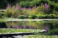 A Lily Pond !!! Royalty Free Stock Photo