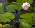 Lily Pond at Bridge End Garden in Saffron Walden in Essex Royalty Free Stock Photo