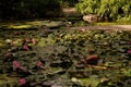 Shadows On A Lily Pond