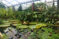 Lily Pond inside the Princess Diana Conservatory at Kew Botanical gardens