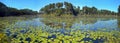 Lily Pond Lake - Freeport Florida Royalty Free Stock Photo