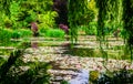 Lily pond Royalty Free Stock Photo