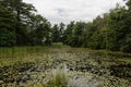 Lily pond at the Mohonk Preserve in the summer Royalty Free Stock Photo