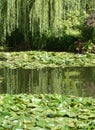 Waterlily pond with overhanging willow and reflections Royalty Free Stock Photo