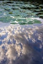 Lily pond reflecting a cloudy sky Royalty Free Stock Photo
