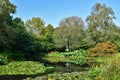 Waters of the lake surrounded by marginal water plants