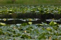 Lily Pond with Tiny Dragonflies