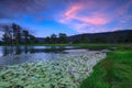 Lily pond at twilight
