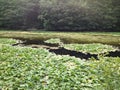 Lily ponds Royalty Free Stock Photo