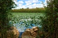 Lily pool national reserve and blue cloudy sky. Royalty Free Stock Photo