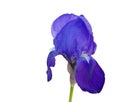 Lily purple isolated in white background one easter spring background Royalty Free Stock Photo