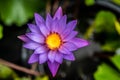 Lily Purple Lotus Flower in the Water Royalty Free Stock Photo