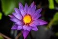 Lily Purple Lotus Flower in the Water Royalty Free Stock Photo