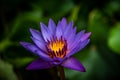 Lily Purple Lotus Flower in the Water Royalty Free Stock Photo