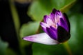 Lily Purple Lotus Flower in the Water Royalty Free Stock Photo