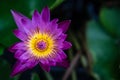 Lily Purple Lotus Flower in the Water Royalty Free Stock Photo