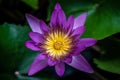 Lily Purple Lotus Flower in the Water Royalty Free Stock Photo