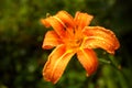 Lily with rain drops Royalty Free Stock Photo