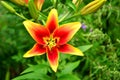 Lily red flower beautiful delicate in the garden Royalty Free Stock Photo