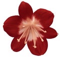 Lily red flower, isolated with clipping path, on a white background. light pink pistils, stamens. Light-pink center. for design.