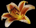 Lily red-yellow flower on the black isolated background with clipping path. Closeup no shadows.