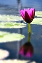 Lily Reflection