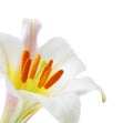 Lily regale trumpet Royalty Free Stock Photo